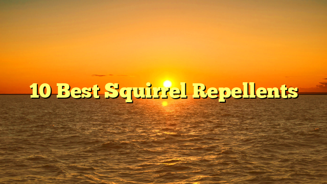 10 Best Squirrel Repellents